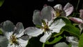 Quince blooms, large petals of an open flower, pistils, stamens.