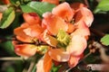 Quince blossoms
