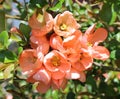 Quince Blossoms