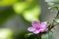 Quince blossoms flowers on nature background