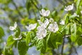 Quince blossoms on a quince tree