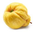 Quince bottom view isolated on white background. File contains clipping path
