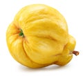 Quince bottom view isolated on white background. File contains clipping path