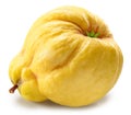 Quince bottom view isolated on white background. File contains clipping path
