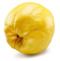 Quince bottom view isolated on white background. File contains clipping path