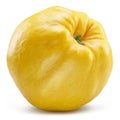 Quince bottom view isolated on white background. File contains clipping path