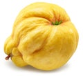 Quince bottom view isolated on white background. File contains clipping path