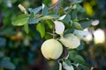 Quince on branch. Organic apples of natural quince on tree for autumn. Quince in rustic garden. An apple on a tree in an autumn ga Royalty Free Stock Photo