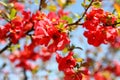 Quince Bush Blossoms