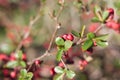 Quince bush with red buds