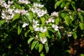 The quince Cydonia oblonga, blooming Royalty Free Stock Photo