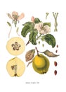 Quince Cydonia oblonga Old Antique bothanical print Royalty Free Stock Photo