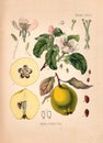 Quince Cydonia oblonga Old Antique bothanical print Royalty Free Stock Photo