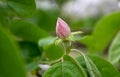 Quince or cydonia oblonga pale pink flower bud Royalty Free Stock Photo