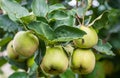 Quince Cydonia oblonga. Quince foliage and ripening fruit Royalty Free Stock Photo