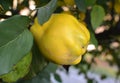 Quince Cydonia oblonga ripens on the branch of the bush