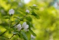 Quince, Cydonia oblonga, spring white flowers and fresh leaves Royalty Free Stock Photo