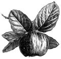 Quince or Cydonia oblonga vintage engraving Royalty Free Stock Photo