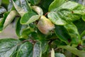 Quince Cydonia oblonga, young fruit