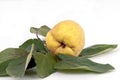 Quince (Cydonia oblongata) on squince leaves.