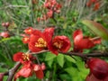 Quince (cydonia) shrub flowering with red flowers and buds on branches surrounded with green leaves Royalty Free Stock Photo