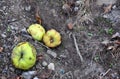 Quince - fallen fruit, rotting quince on ground with ant, leaves and stones