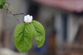 Quince flower Royalty Free Stock Photo