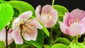 Quince flower (Cydonia oblonga) timelapse