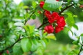 Quince flower Royalty Free Stock Photo