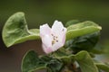 Quince flower