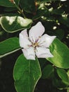 Quince flower in spring with fuzzy leaves