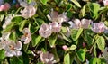 Quince flowers Royalty Free Stock Photo