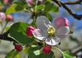 Quince flowers Royalty Free Stock Photo