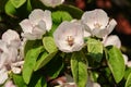 Quince flowers Royalty Free Stock Photo