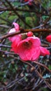 Blossom on a Quince Brush in Burnley Garden