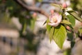 Quince flowers