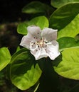 Quince flowers Royalty Free Stock Photo