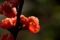 Quince flowers with raindrops in sunlight