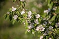 Quince flowers in spring Royalty Free Stock Photo