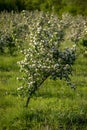 Quince tree flowering in spring