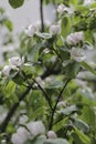 Quince flowers on a tree branch