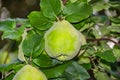 Quince foliage and ripening fruit Royalty Free Stock Photo