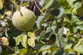 Quince foliage with ripening fruit Royalty Free Stock Photo