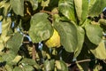 Quince foliage and ripening fruit Royalty Free Stock Photo