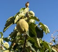 Quince foliage and ripening fruit Royalty Free Stock Photo