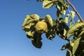 Quince foliage and ripening fruit Royalty Free Stock Photo