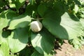 Quince foliage and ripening fruit Royalty Free Stock Photo