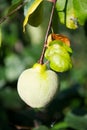 Quince fruit