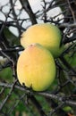 Quince fruit Royalty Free Stock Photo