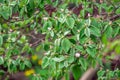 Quince fruit blooms on a branch during spring flowering. flowering trees in the orchard. selective focus Royalty Free Stock Photo